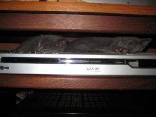 Russian kittens on a video machine
